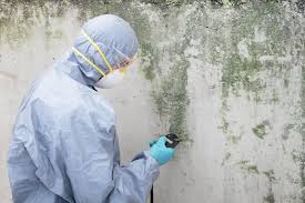 Reliable Fernandina Beach, FL Mold Removal & Remediation Solutions